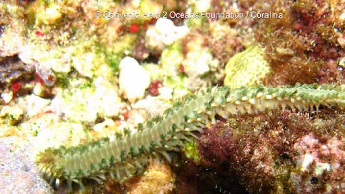 Fire worms (5)-2